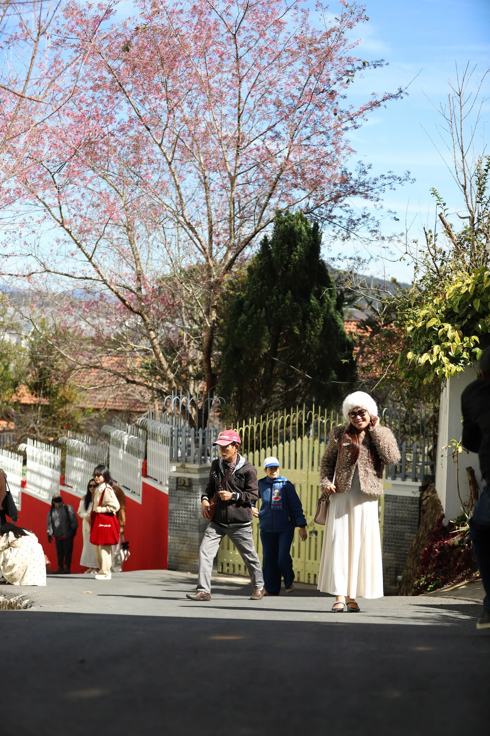 Mai anh đào Đà Lạt rực rỡ sắc xuân trong đêm khai hội- Ảnh 8.