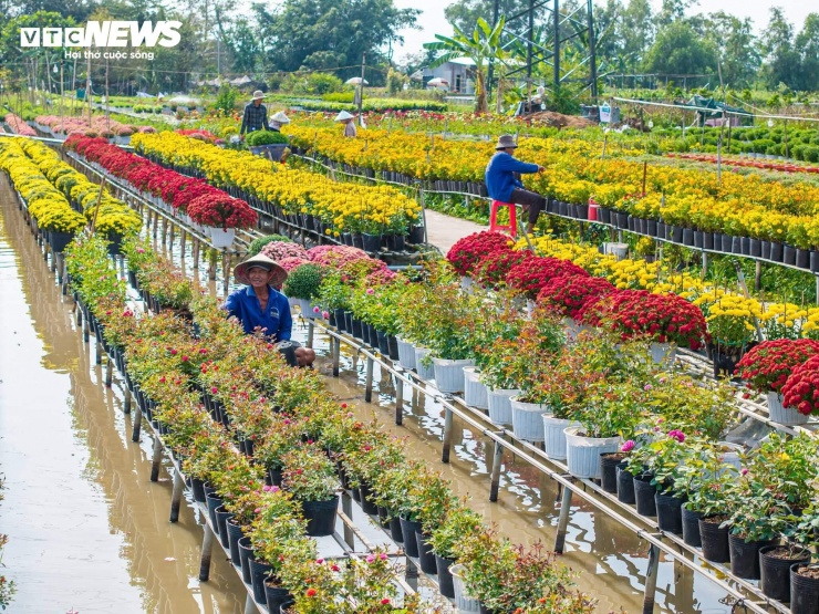 Đầu vụ Tết cũng là lúc người trồng hoa bắt đầu “căng nhịp”. Không còn thong thả như những tháng trước, mỗi ngày ở vườn hoa đều gắn với lịch chăm sóc, bón phân, canh nước, phòng sâu bệnh để hoa nở đúng dịp.