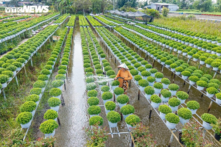 Hoa chưa bung nở hết, nhưng sắc màu đã đủ làm bừng sáng một vùng. Trên cao, những chậu hoa đung đưa theo gió; phía dưới, mặt nước phản chiếu từng gam màu rực rỡ, tạo nên khung cảnh rất riêng của làng hoa miền sông nước.