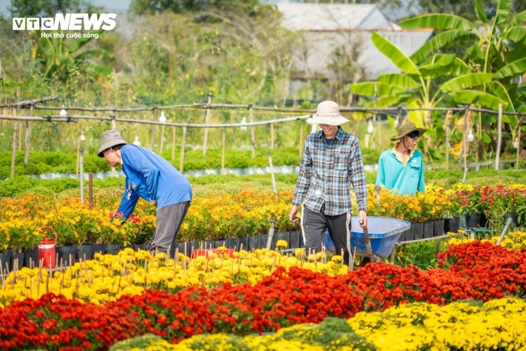 Người nông dân Sa Đéc tất bật chăm sóc hoa, chuẩn bị cho vụ hoa Tết.