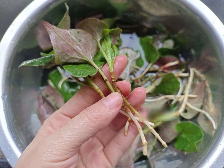 Loại rau dại có mùi lạ, "bình chữa cháy" của cơ thể, giúp thanh nhiệt, làm mát máu, giải độc, xào thịt cực thơm - 4