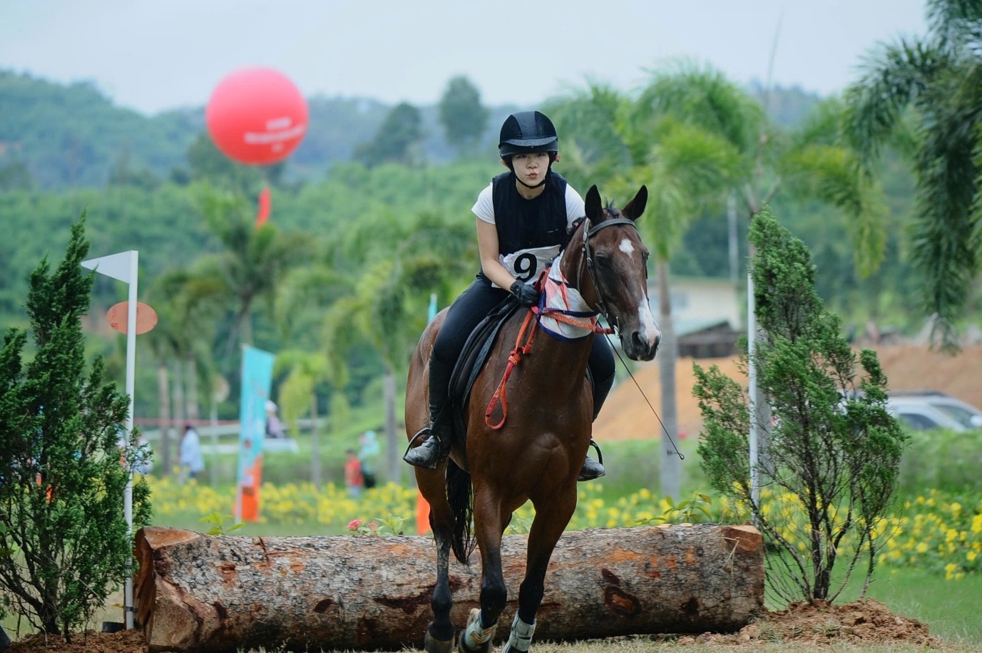 Liên đoàn Ngựa - Ảnh 3.