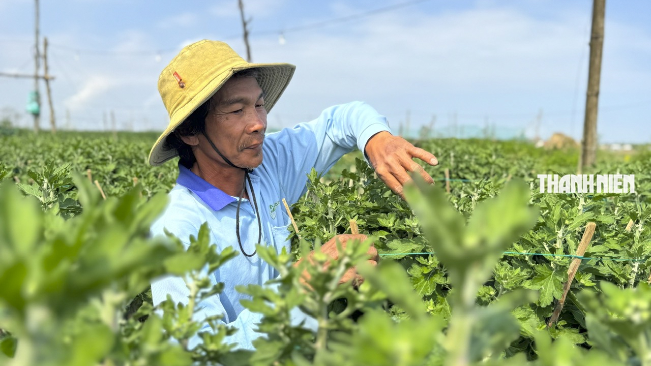 Làng hoa cúc lớn nhất miền Trung: Cúc lạ 'cháy hàng'- Ảnh 3.