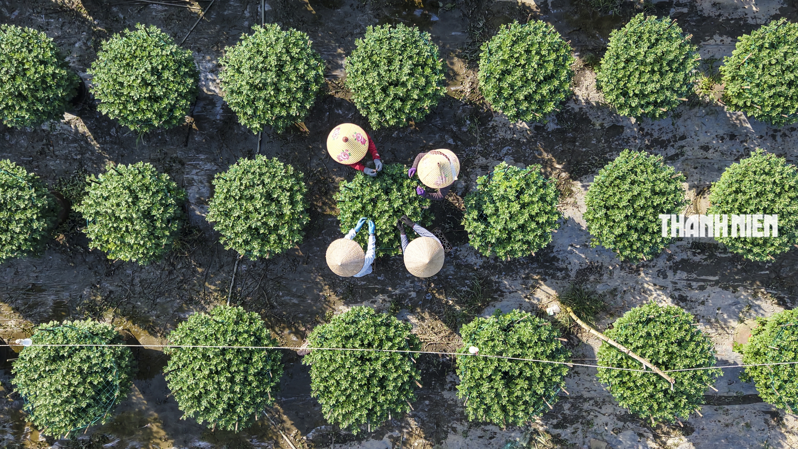 Làng hoa cúc lớn nhất miền Trung: Cúc lạ 'cháy hàng'- Ảnh 5.