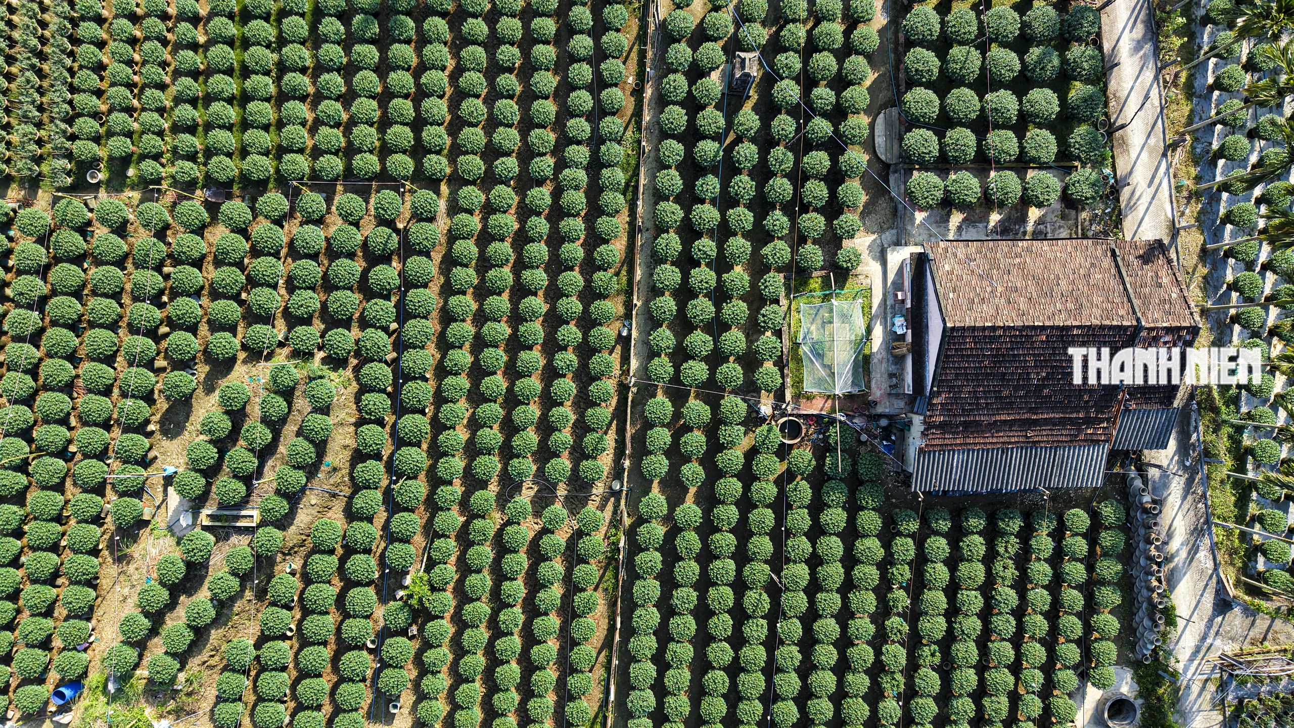 Làng hoa cúc lớn nhất miền Trung: Cúc lạ 'cháy hàng'- Ảnh 7.