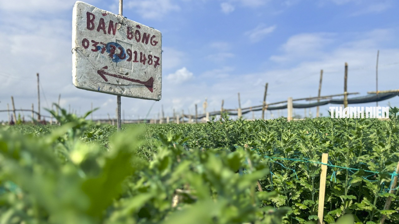 Làng hoa cúc lớn nhất miền Trung: Cúc lạ 'cháy hàng'- Ảnh 8.