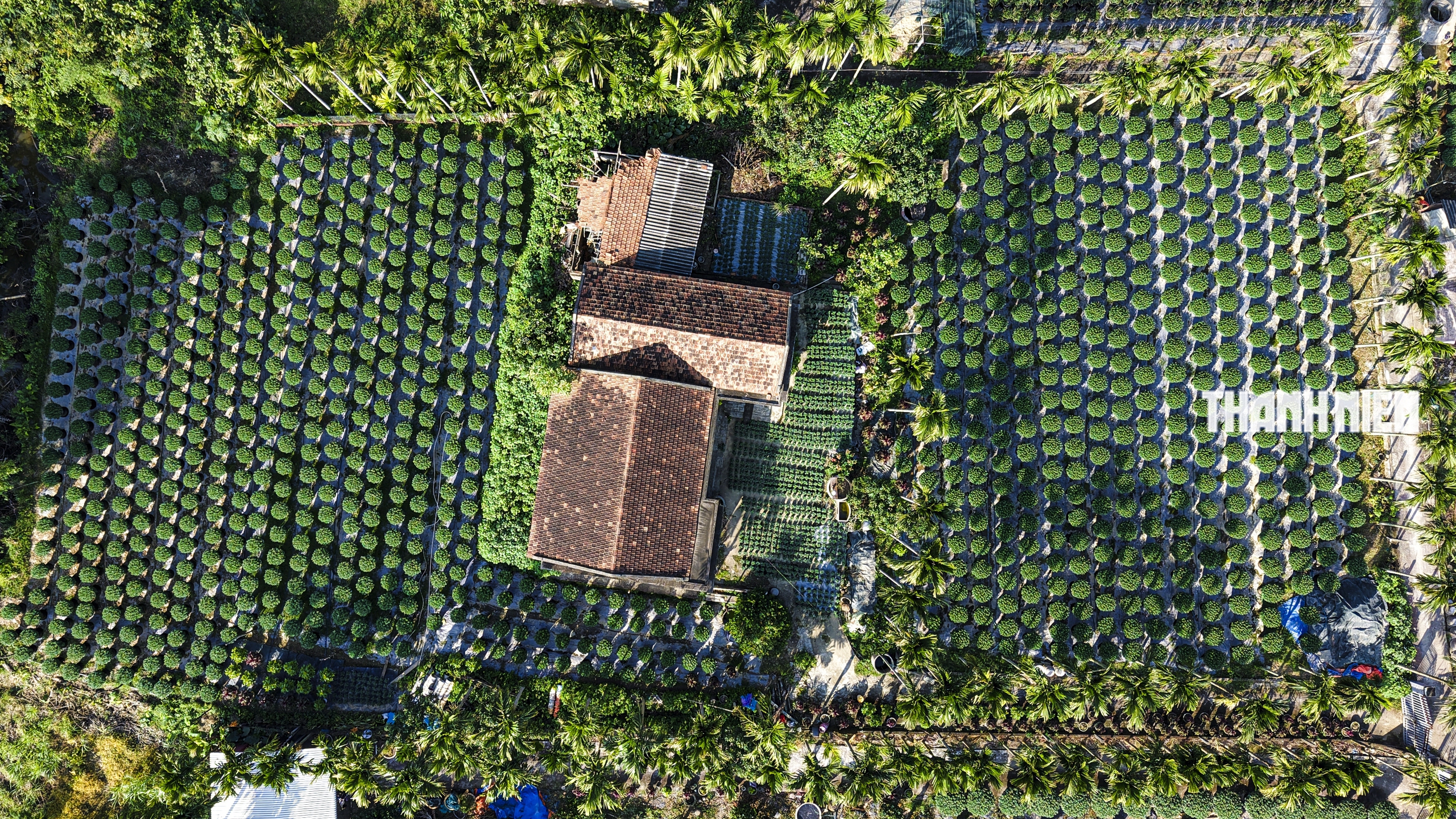 Làng hoa cúc lớn nhất miền Trung: Cúc lạ 'cháy hàng'- Ảnh 9.