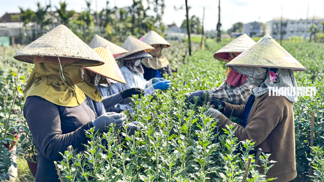 Làng hoa cúc lớn nhất miền Trung: Cúc lạ 'cháy hàng'- Ảnh 10.