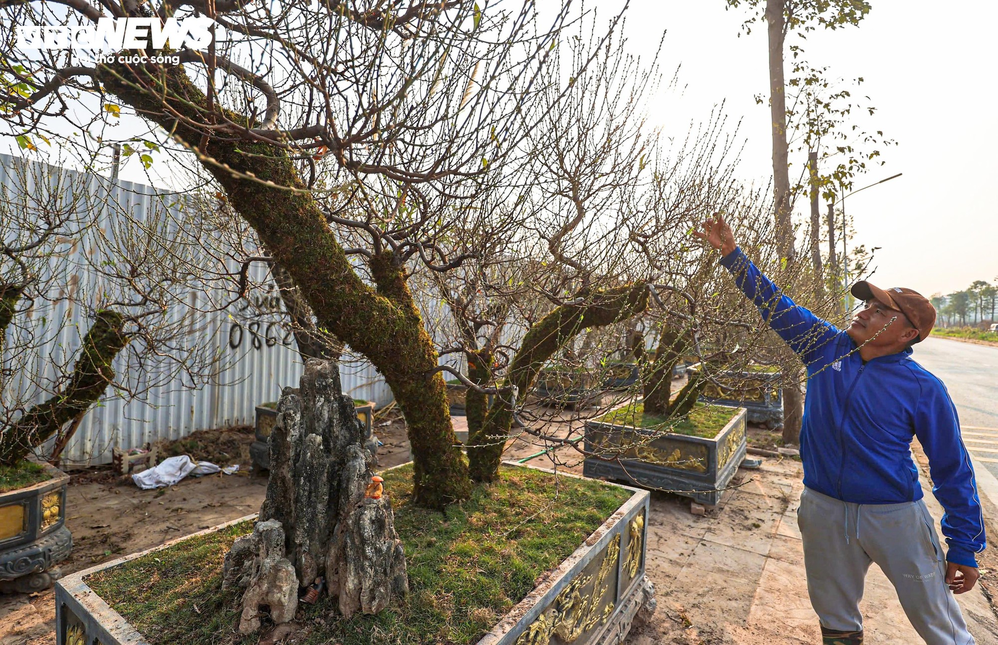 Người dân 'thủ phủ' trồng đào ở Hà Nội tất bật chuẩn bị cho Tết Nguyên đán- Ảnh 4.