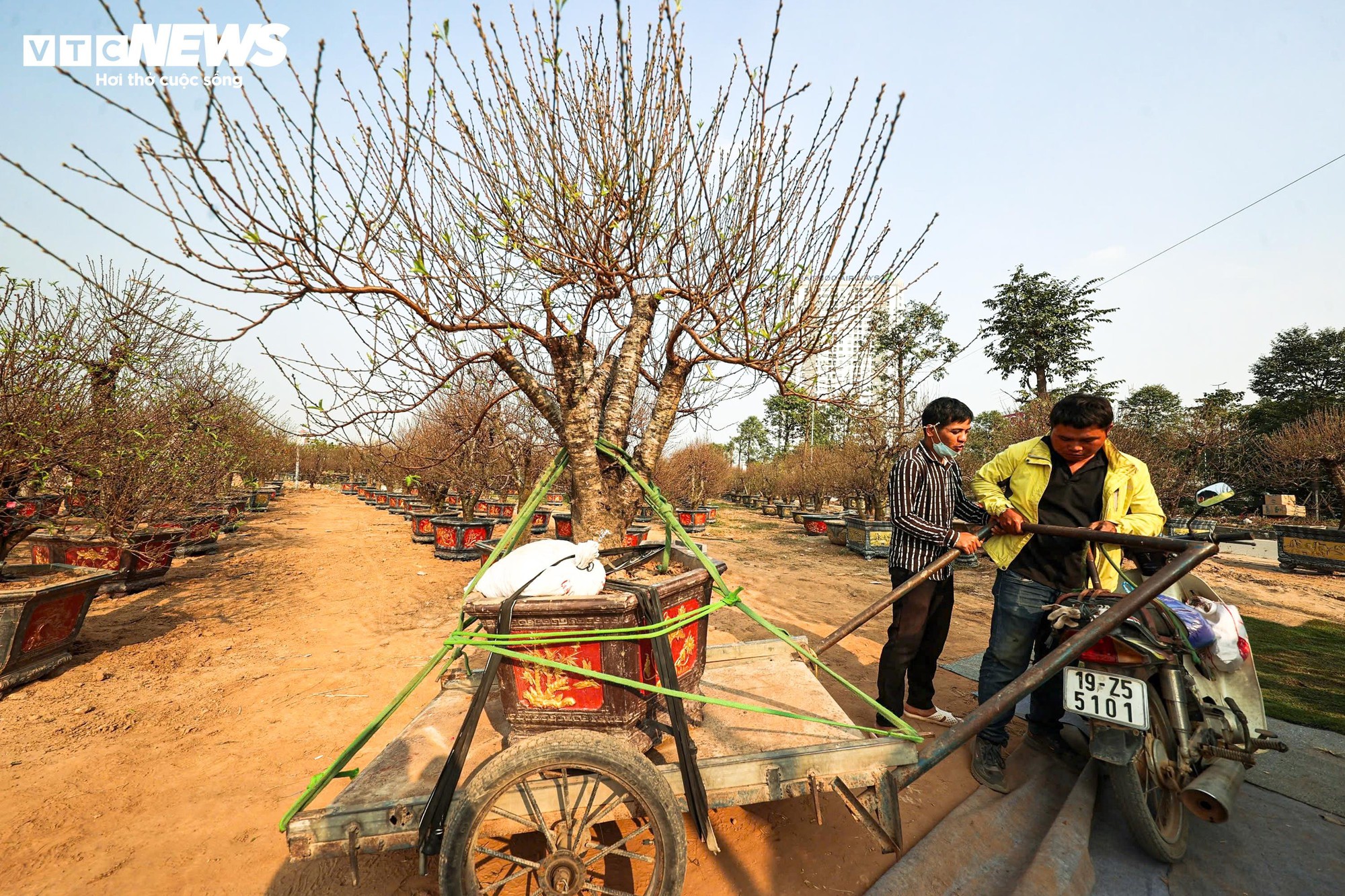 Người dân 'thủ phủ' trồng đào ở Hà Nội tất bật chuẩn bị cho Tết Nguyên đán- Ảnh 5.
