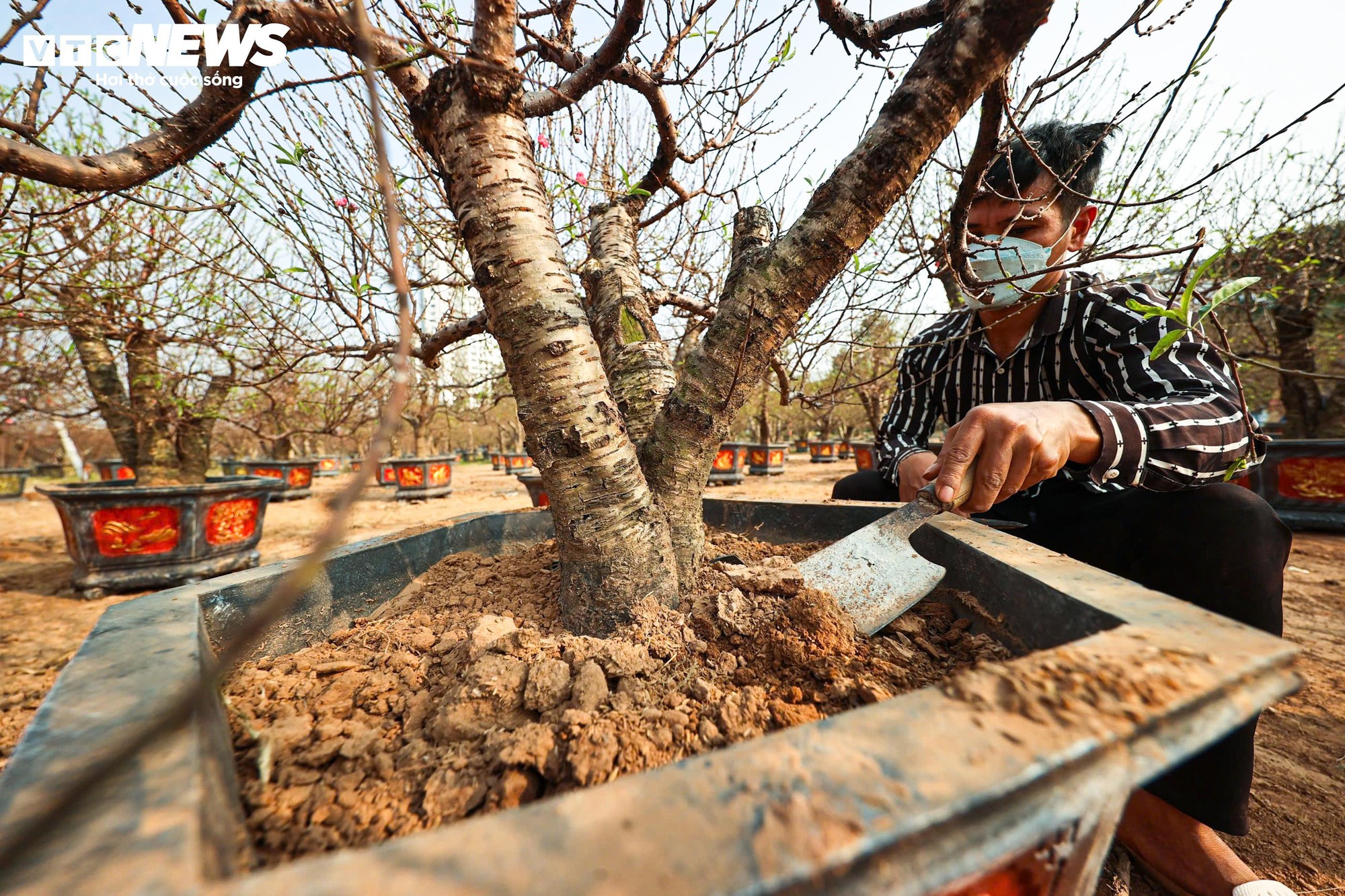 Người dân 'thủ phủ' trồng đào ở Hà Nội tất bật chuẩn bị cho Tết Nguyên đán- Ảnh 7.