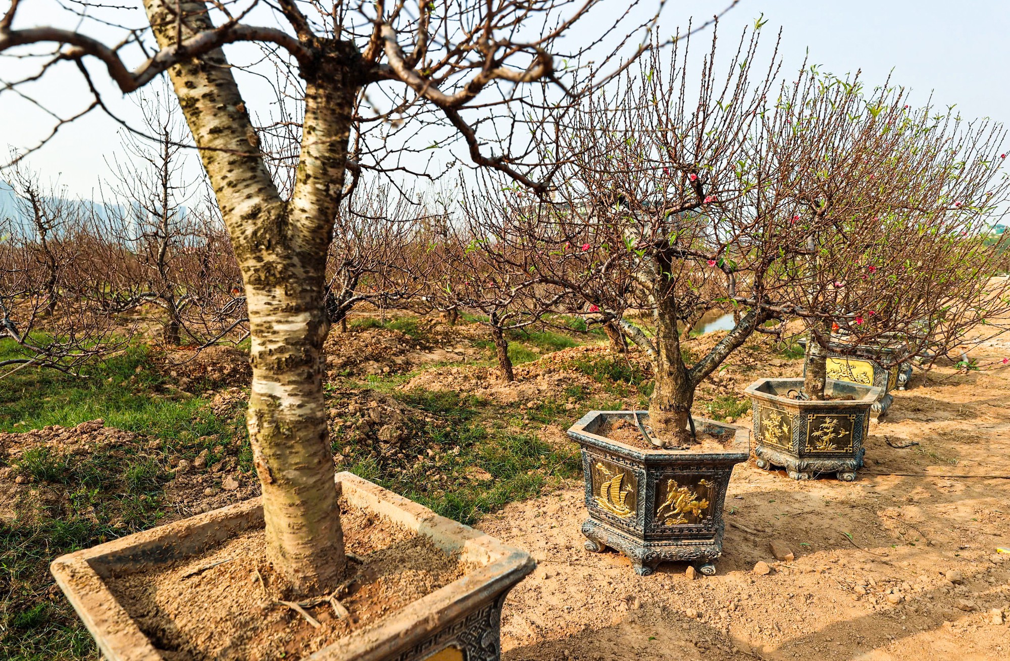 Người dân 'thủ phủ' trồng đào ở Hà Nội tất bật chuẩn bị cho Tết Nguyên đán- Ảnh 8.