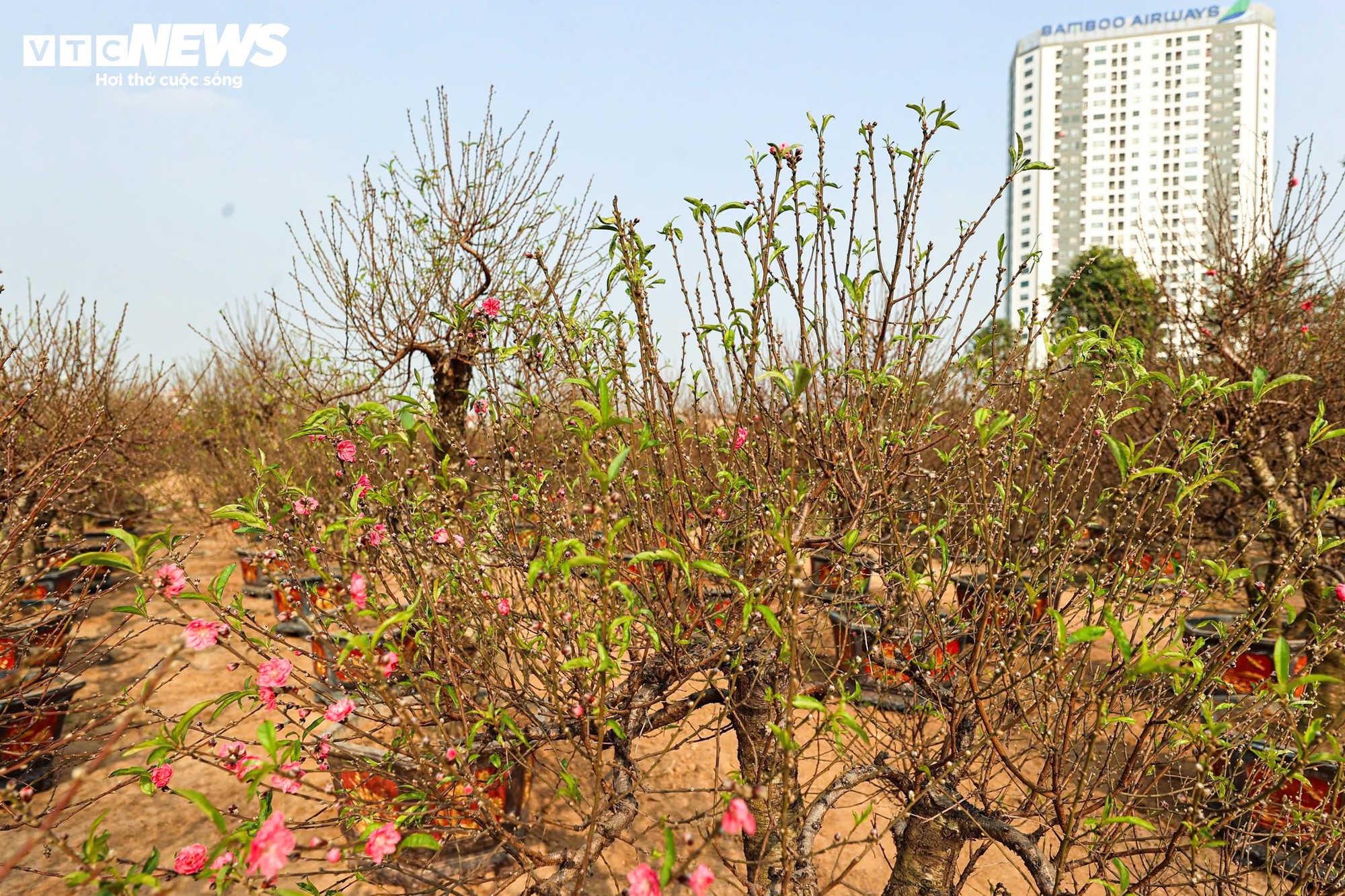 Người dân 'thủ phủ' trồng đào ở Hà Nội tất bật chuẩn bị cho Tết Nguyên đán- Ảnh 9.
