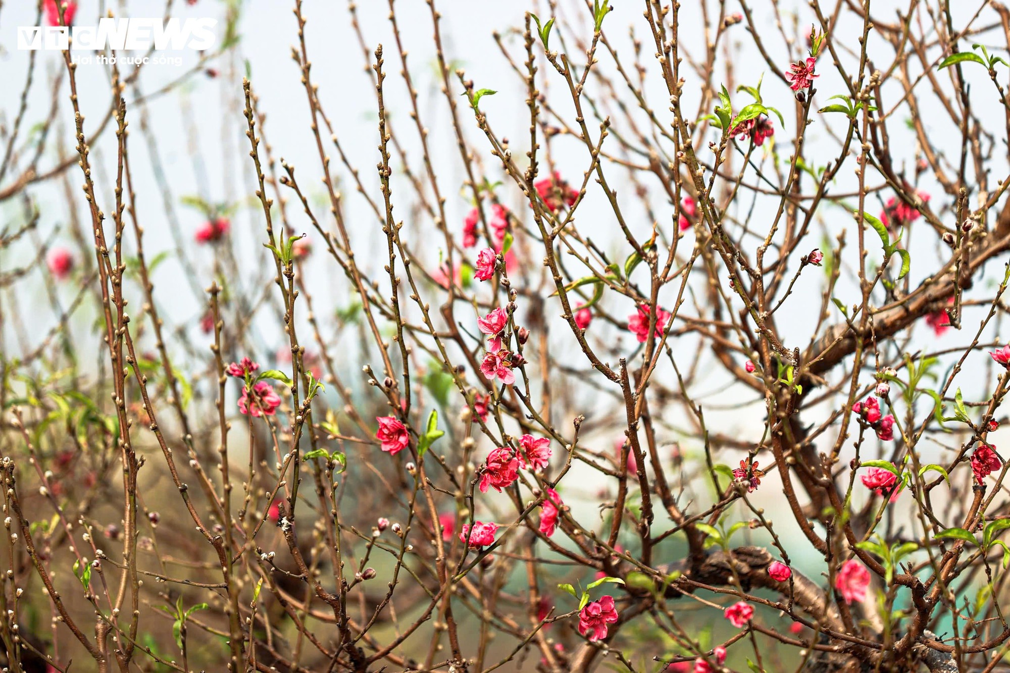 Người dân 'thủ phủ' trồng đào ở Hà Nội tất bật chuẩn bị cho Tết Nguyên đán- Ảnh 12.