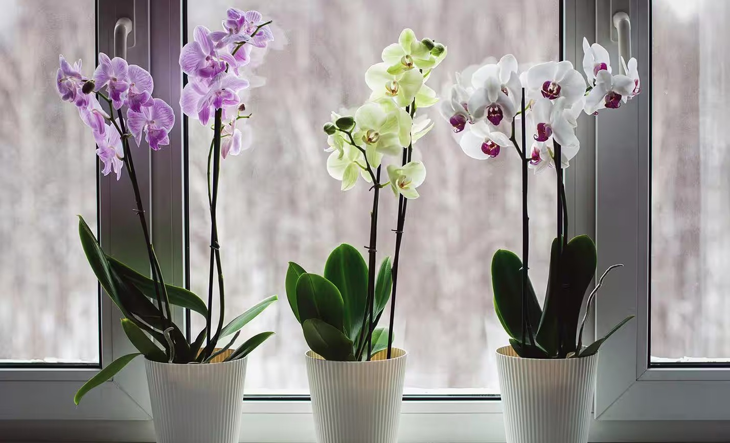 Hoa lan nở đẹp chưa từng thấy khi được tưới bằng 2 loại nước này: Cực dễ làm- Ảnh 2.