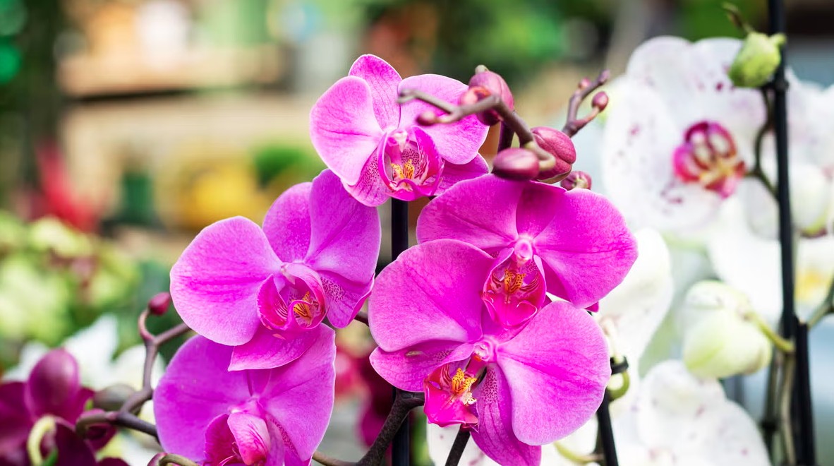 Hoa lan nở đẹp chưa từng thấy khi được tưới bằng 2 loại nước này: Cực dễ làm- Ảnh 3.