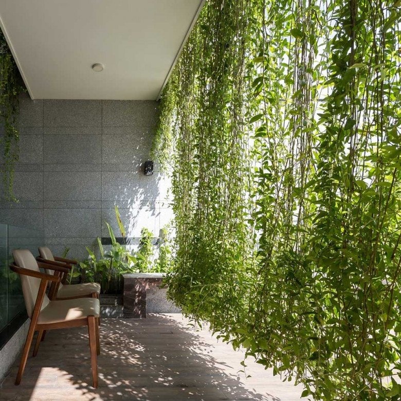 6 cây dụ rắn vào nhà- Ảnh 3.