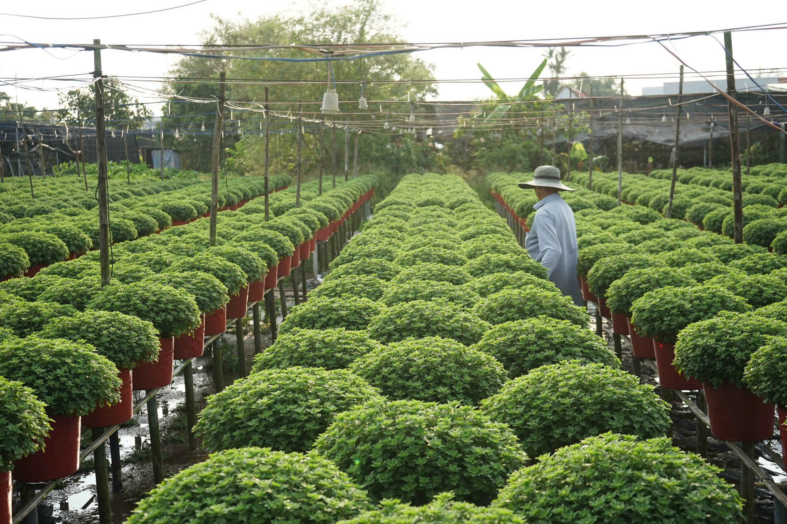 Từ nghề thuần nông đến di sản quốc gia- Ảnh 2.