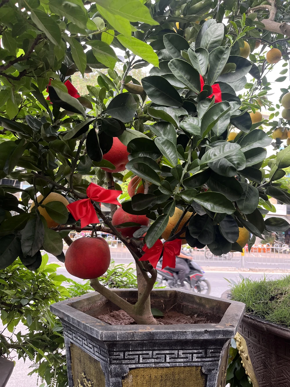 Bưởi Diễn trưng Tết (2).jpg