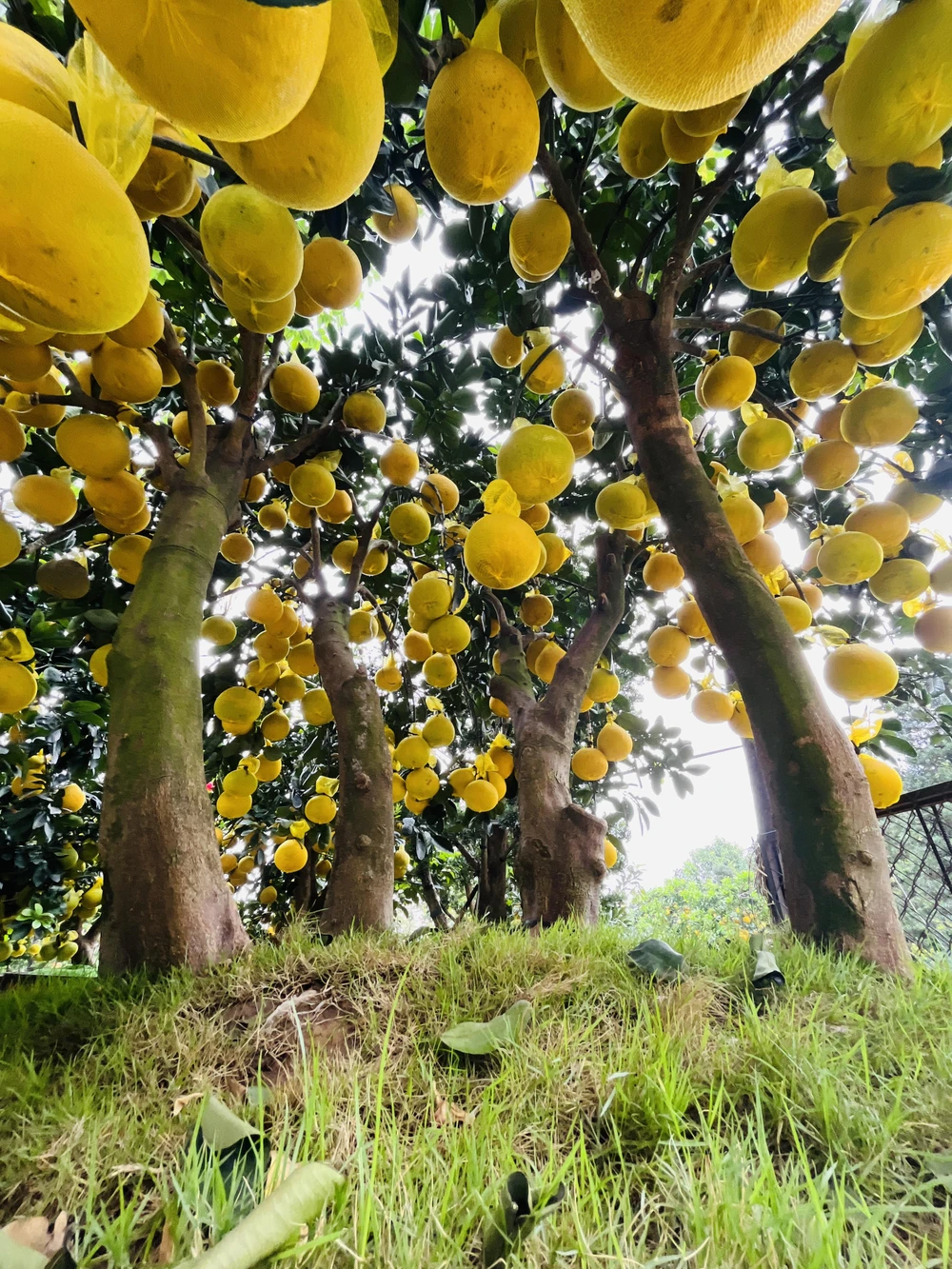 Bưởi Diễn trưng Tết