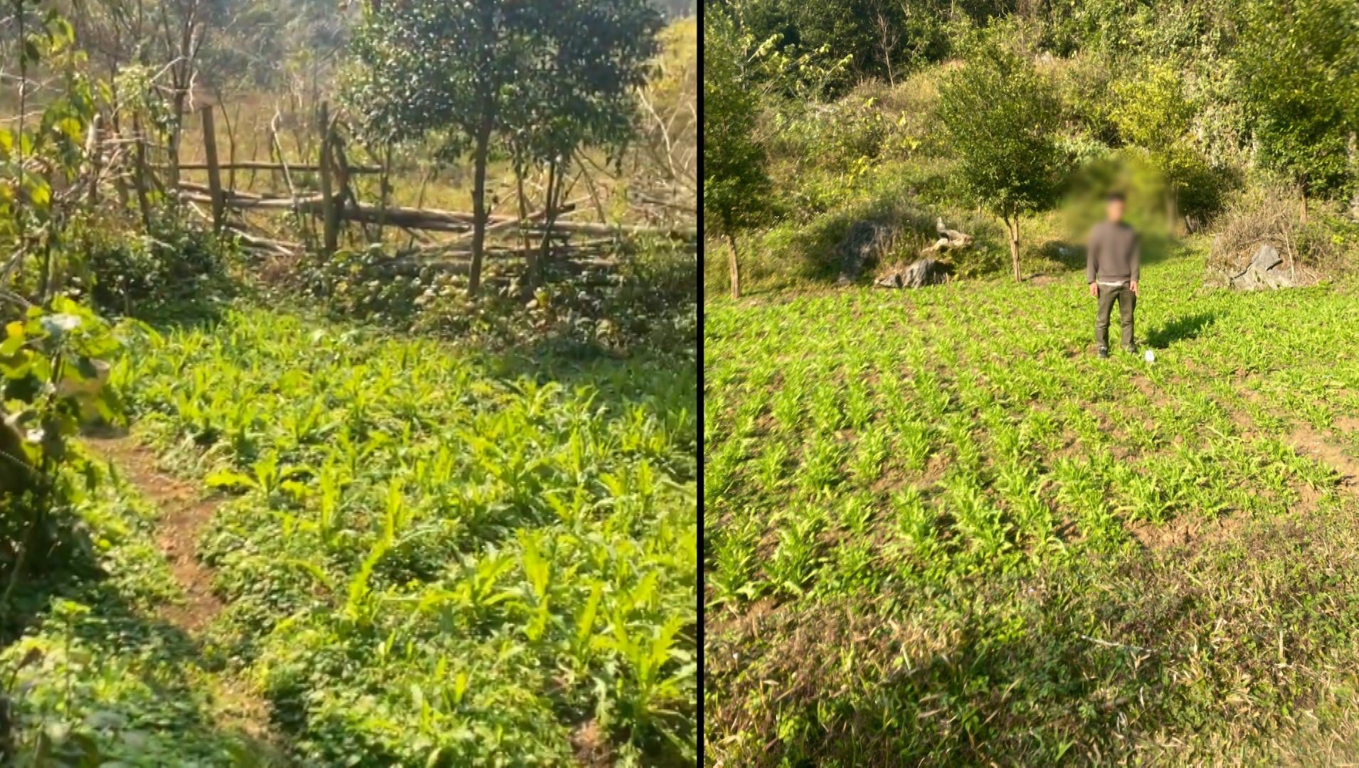 Bất ngờ khám phá “khu vườn bí mật” của 3 anh em họ Hoàng, thu giữ 7.838 cây rau lạ- Ảnh 2.