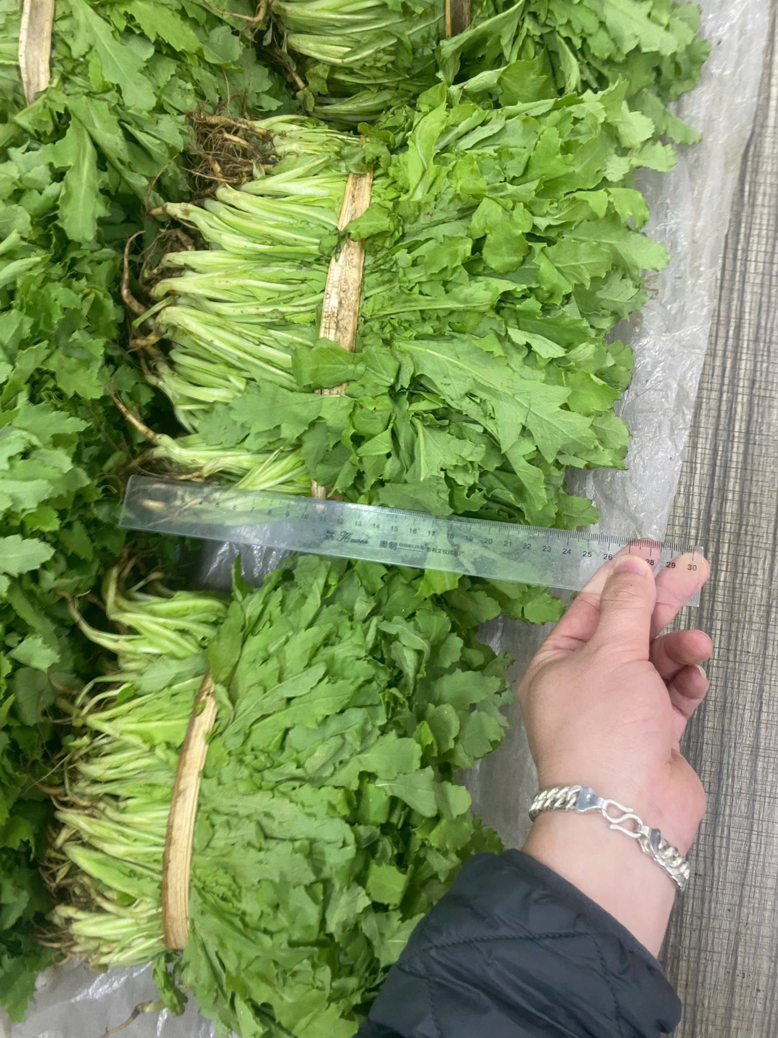 Bất ngờ khám phá “khu vườn bí mật” của 3 anh em họ Hoàng, thu giữ 7.838 cây rau lạ- Ảnh 3.