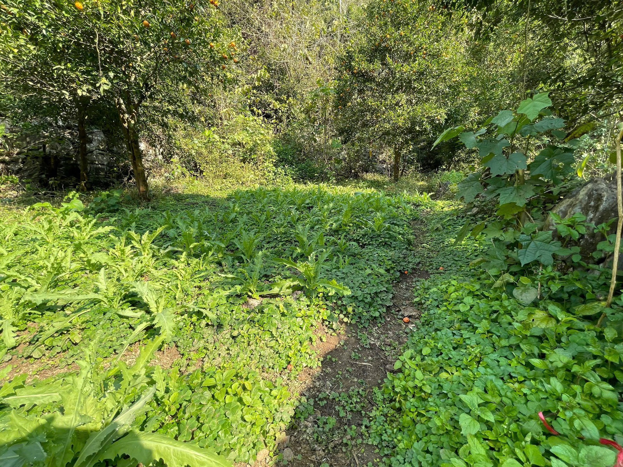 Bất ngờ khám phá “khu vườn bí mật” của 3 anh em họ Hoàng, thu giữ 7.838 cây rau lạ- Ảnh 4.