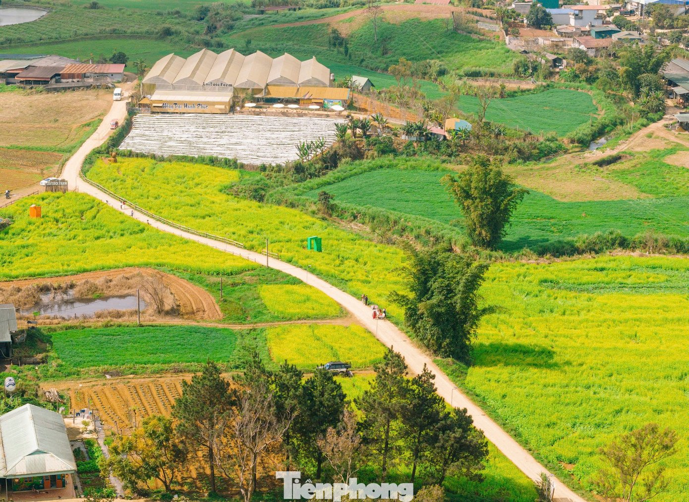 Giữa khung cảnh thiên nhiên khoáng đạt, sắc vàng của hoa cải nổi bật trên nền xanh thẫm của núi rừng và màu xám nhạt của sương sớm. Khi nắng lên, sương tan dần, cả cánh đồng như bừng tỉnh, ánh vàng lan tỏa, phản chiếu lấp lánh, tạo nên một bức tranh đầy sức sống. Không ít du khách cho biết, chỉ cần đứng giữa cánh đồng hoa, hít hà hương cỏ cây và lắng nghe tiếng gió, mọi mệt mỏi, bộn bề của cuộc sống thường nhật dường như tan biến.