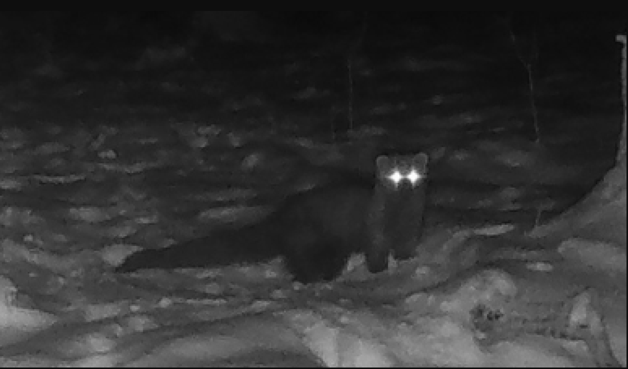 Lần theo đoạn video chỉ vài giây, chuyên gia hân hoan tìm thấy loài vật từng 