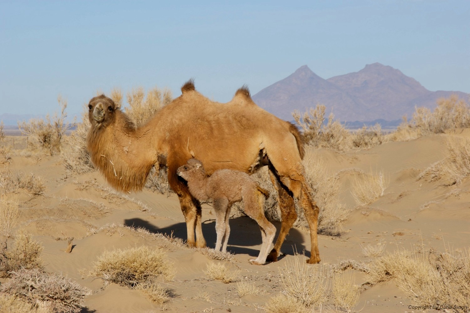 Lạc đà hoang dã đã tiến hóa để uống nước muối mặn hơn nước biển, thách thức mọi giới hạn sinh học- Ảnh 4.