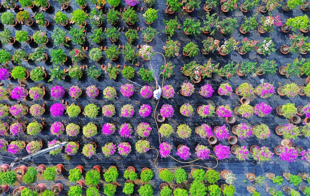 làm đẹp hoa 1.JPG