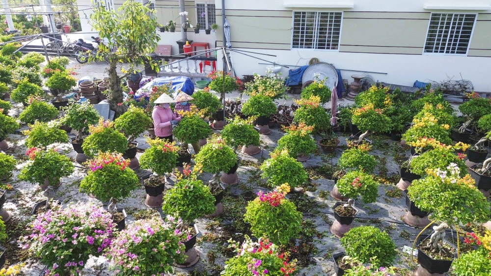 làm đẹp hoa 11.JPG