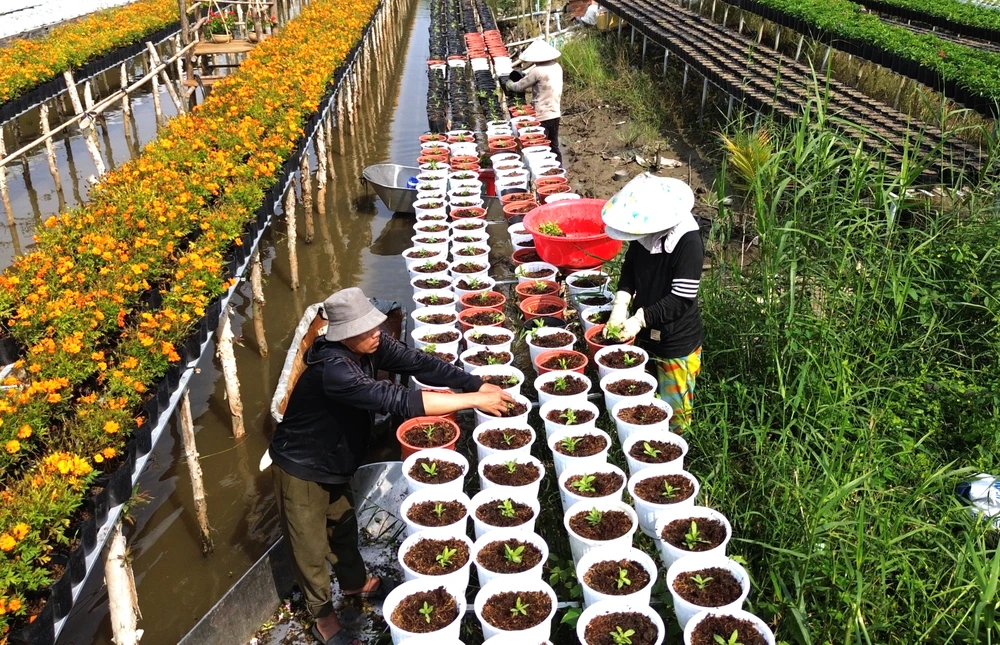 làm đẹp hoa 5.JPG