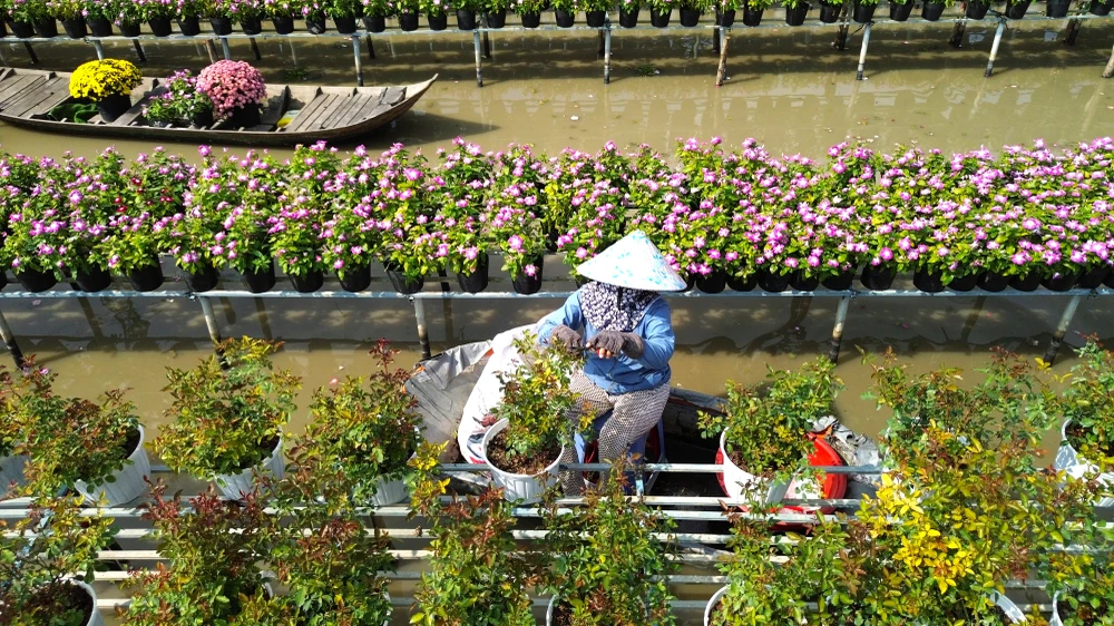 làm đẹp hoa 4.JPG