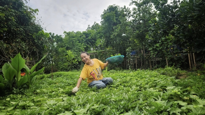 Góc vườn rau của nghệ sĩ.