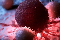 Loại quả mùa đông ăn sống hay nấu chín đều ngon, người Việt nên ăn để ngăn ngừa tế bào ung thư