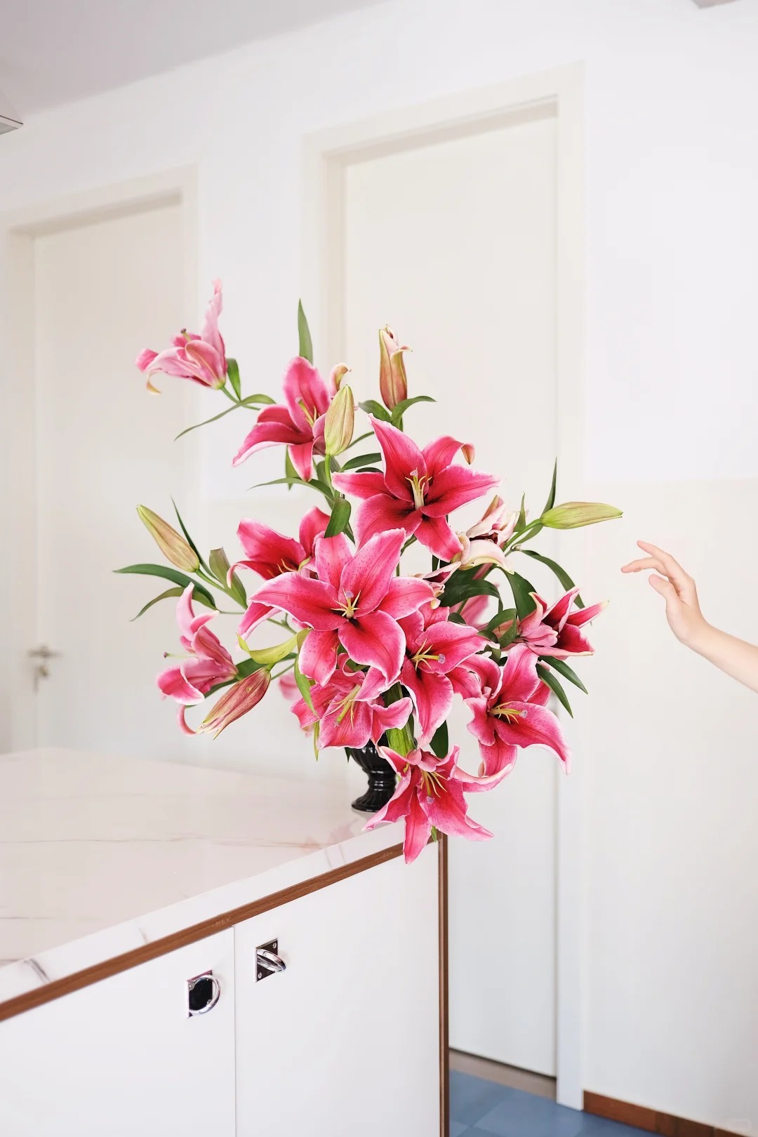 1768876572 515 Giong bach hop khong lo khien can nha thom nhu