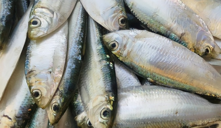 Quên cá hồi đi: Chợ Việt có 3 loại cá 