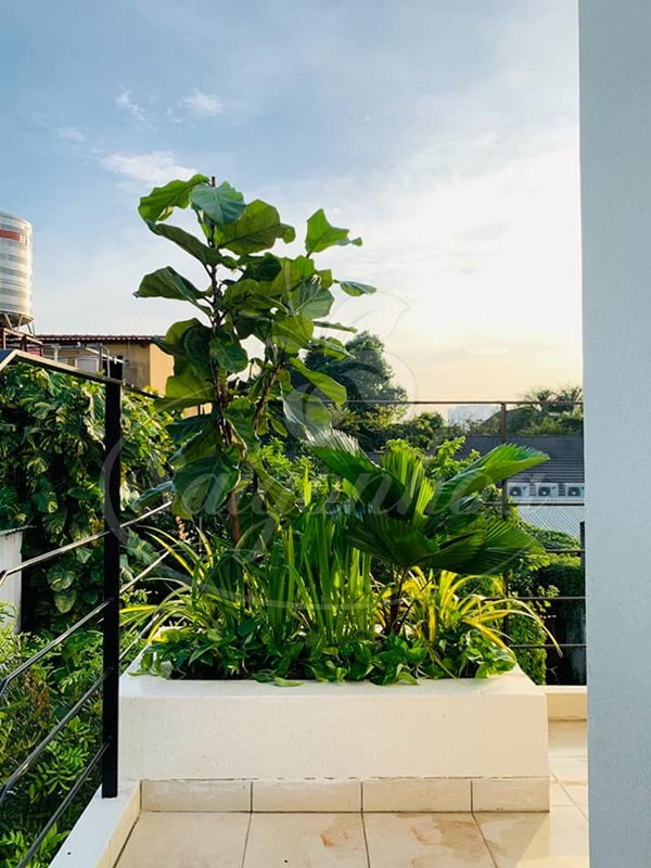 Ban công nhà giàu thường đặt 5 loại cây này để trấn giữ của cải, tiền bạc ở lại lâu hơn- Ảnh 11.