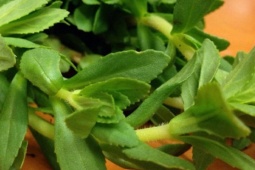 Loại rau mọc đầy bờ ao là trợ thủ chữa sỏi thận