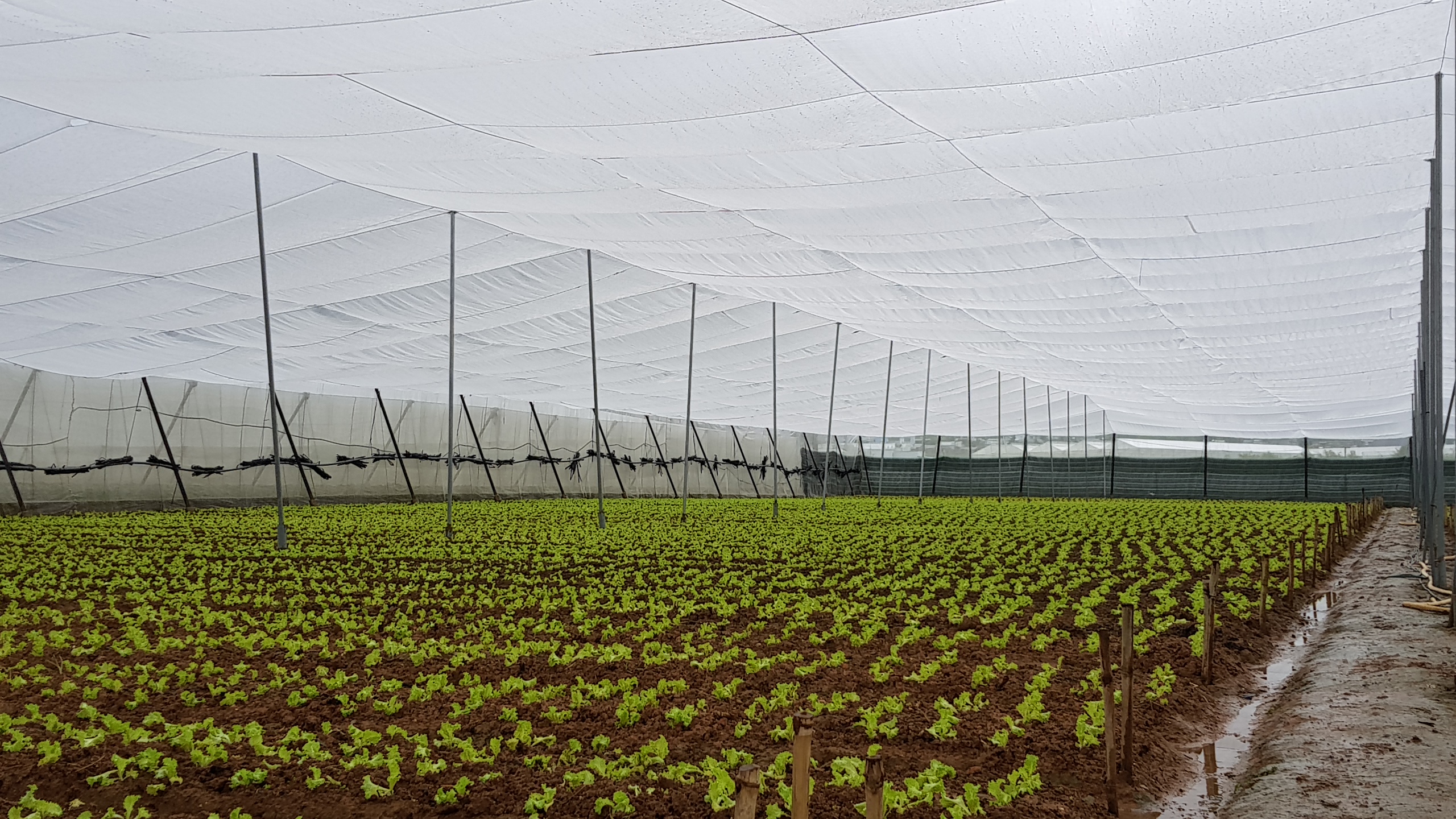 Lâm Đồng tăng tốc sản xuất rau, hoa phục vụ Tết Bính Ngọ 2026- Ảnh 2.