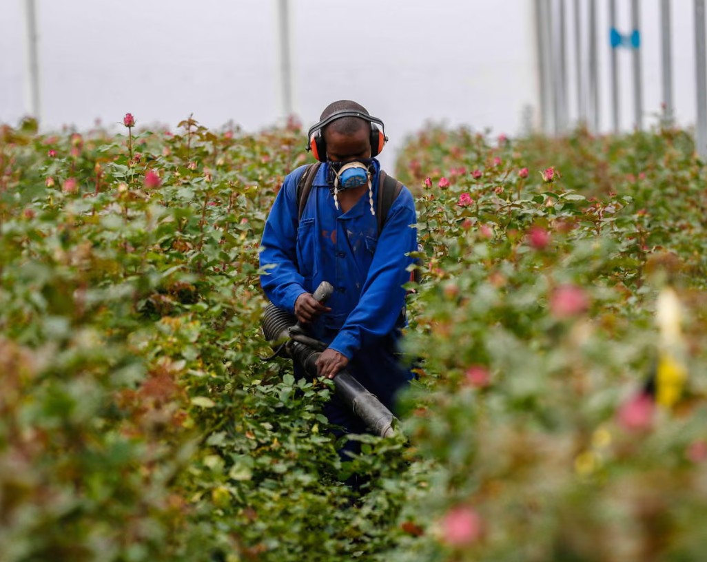 Châu Âu cảnh báo NÓNG: Bé gái 11 tuổi tử vong do người mẹ bán hoa mỗi ngày, vô tình tiếp xúc với một chất độc từ khi mang thai- Ảnh 2.