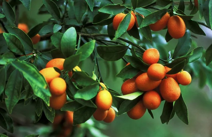 Mỹ giới thiệu 7 cây ăn quả trồng trong chậu rất hợp: Số 3 người Việt biết trồng từ lâu- Ảnh 3.