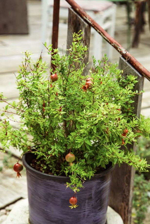 Mỹ giới thiệu 7 cây ăn quả trồng trong chậu rất hợp: Số 3 người Việt biết trồng từ lâu- Ảnh 4.