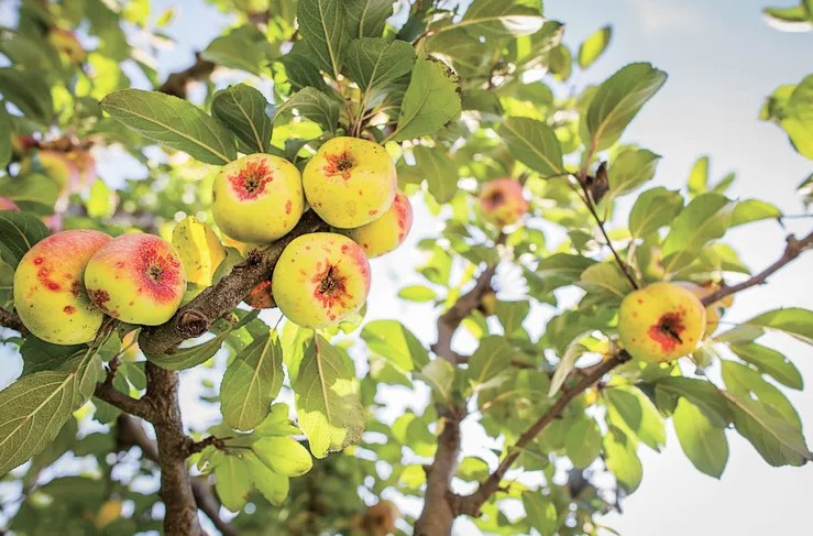 Mỹ giới thiệu 7 cây ăn quả trồng trong chậu rất hợp: Số 3 người Việt biết trồng từ lâu- Ảnh 7.