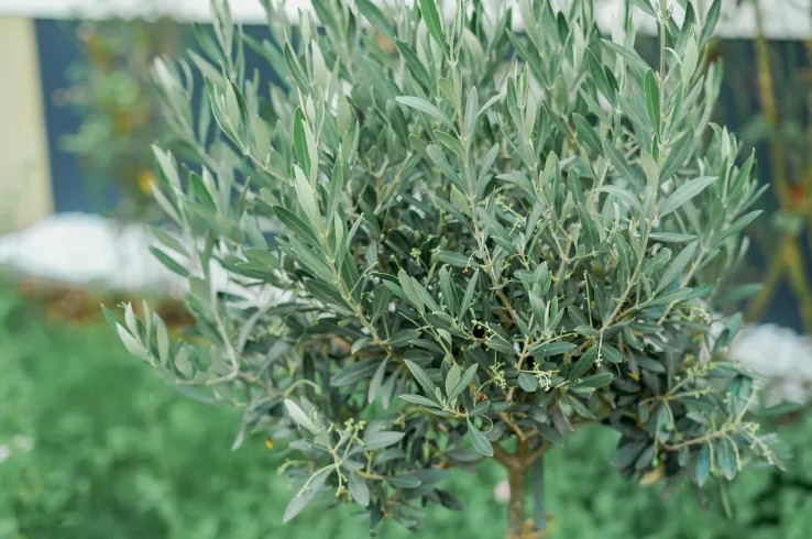 Mỹ giới thiệu 7 cây ăn quả trồng trong chậu rất hợp: Số 3 người Việt biết trồng từ lâu- Ảnh 6.