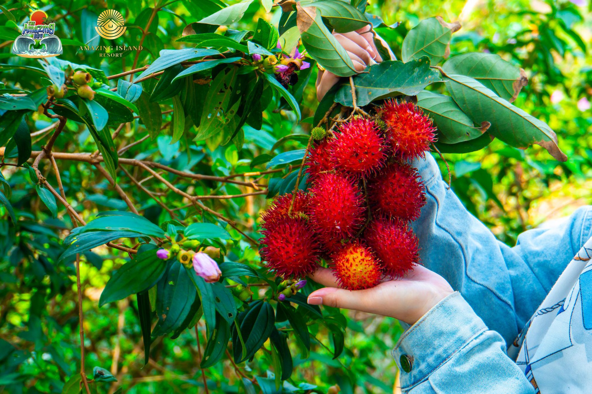 Tự tay hái trái giữa không gian xanh – Điểm hẹn thư giãn cho cả gia đình- Ảnh 3.