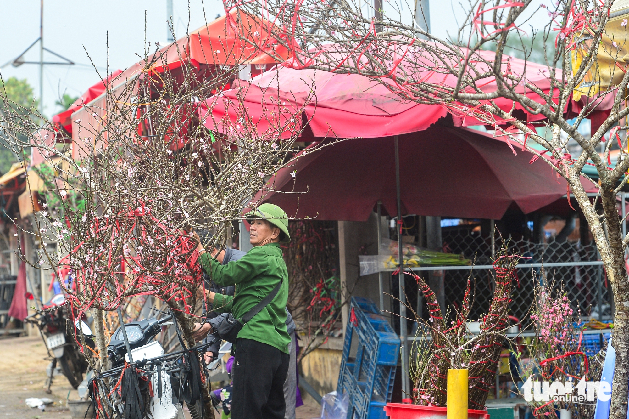 đào rừng - Ảnh 2.