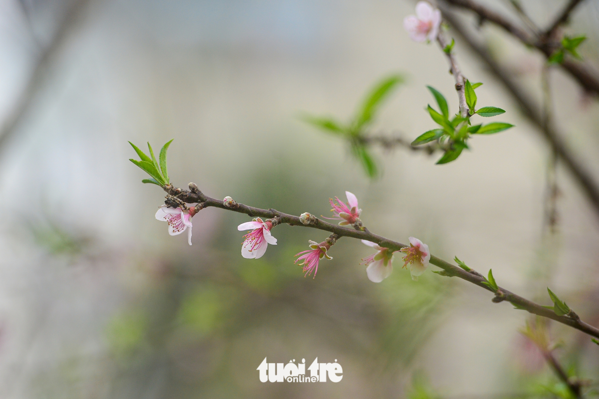 đào rừng - Ảnh 5.