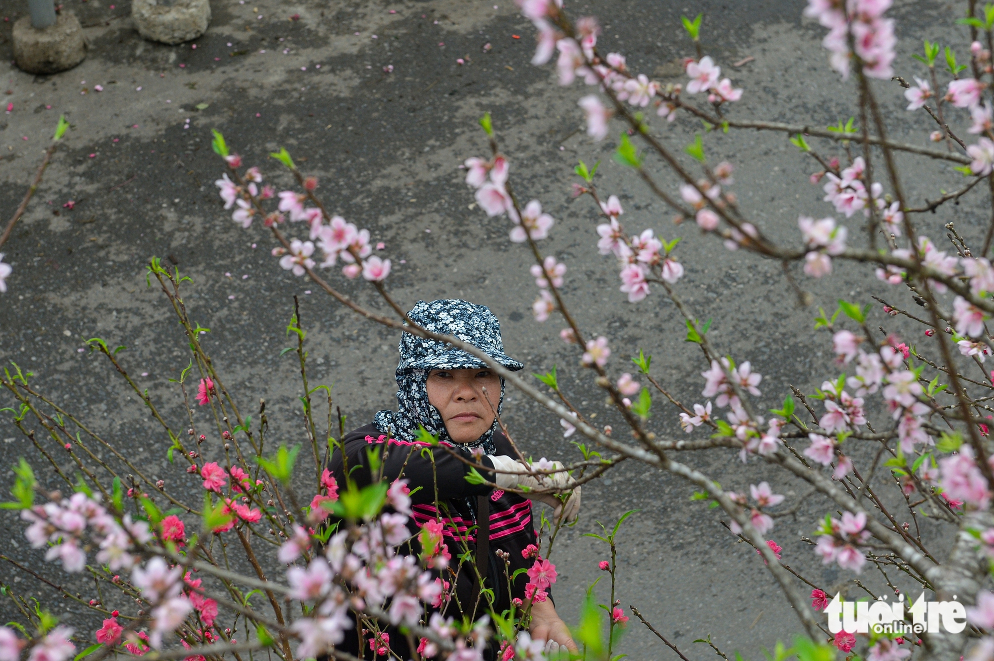 Đào rừng về Hà Nội, người chơi có mặn mà? - Ảnh 8.